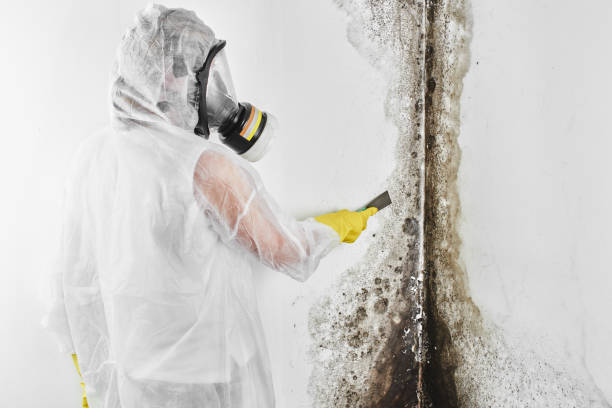 Best Attic Mold Removal  in Walkersville, MD