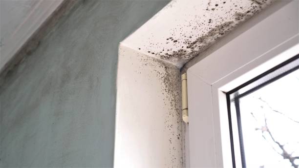 Best Mold Removal Near Me  in Walkersville, MD