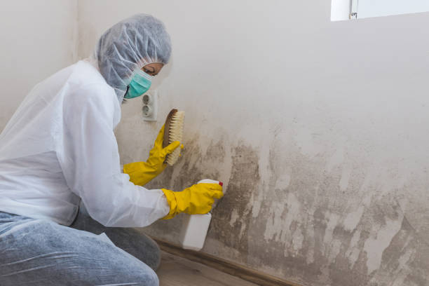 Best Emergency Mold Removal  in Walkersville, MD