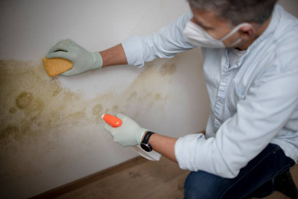 Best Certified Mold Removal  in Walkersville, MD