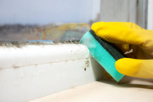 Best Same-Day Mold Removal  in Walkersville, MD