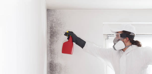 Mold Testing and Removal in Walkersville, MD