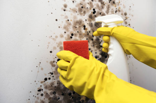 Best Affordable Mold Removal  in Walkersville, MD