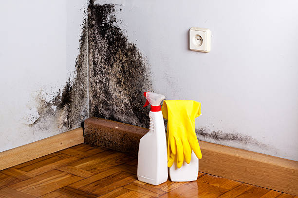 Best Mold Testing and Removal  in Walkersville, MD