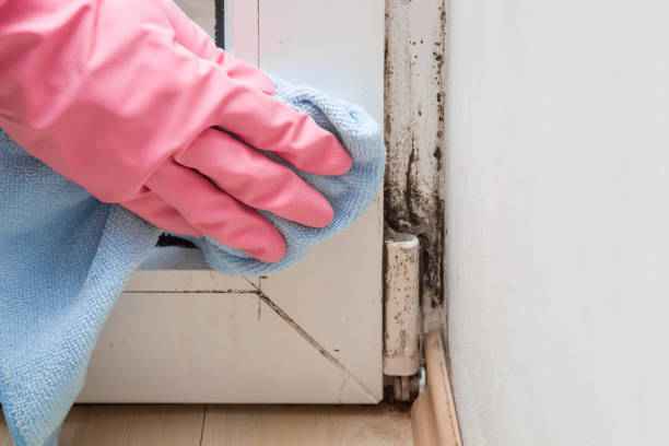Home Mold Removal in Walkersville, MD